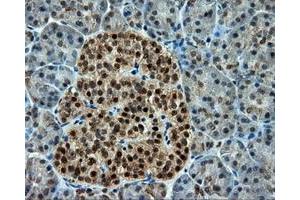 Immunohistochemical staining of paraffin-embedded Kidney tissue using anti-CUGBP1 mouse monoclonal antibody. (CELF1 anticorps)