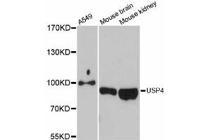 Western blot analysis of extracts of various cell lines, using USP4 antibody (ABIN5999160) at 1:3000 dilution. (USP4 anticorps)