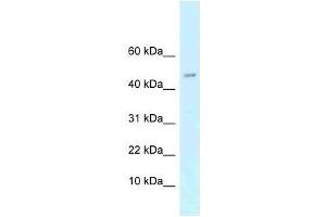 Western Blot showing Arpp21 antibody used at a concentration of 1. (ARPP21 anticorps  (N-Term))