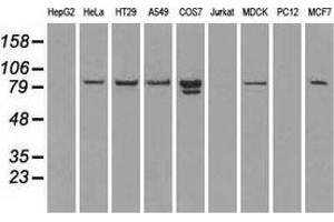 Western blot analysis of extracts (35 µg) from 9 different cell lines by using anti-STAT1 monoclonal antibody. (STAT1 anticorps)