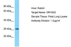 Host: Rabbit Target Name: OR10G2 Sample Type: Fetal Lung lysates Antibody Dilution: 1. (OR10G2 anticorps  (C-Term))