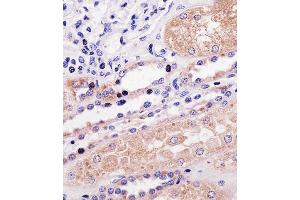 Immunohistochemical analysis of paraffin-embedded H.