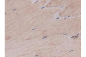 Detection of CA4 in Rat Skeletal muscle Tissue using Monoclonal Antibody to Carbonic Anhydrase IV (CA4)