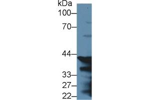 Western Blot; Sample: Mouse Stomach lysate; ;Primary Ab: 2µg/ml Rabbit Anti-Rat PGC Antibody;Second Ab: 0. (PGC anticorps  (AA 17-392))