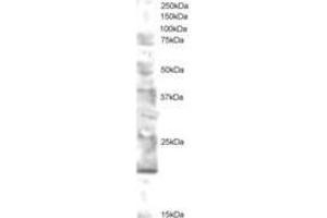 Image no. 1 for anti-Ubiquitin-Conjugating Enzyme E2 Variant 2 (UBE2V2) (AA 2-13) antibody (ABIN297829) (UBE2V2 anticorps  (AA 2-13))