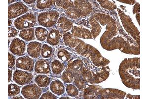 IHC-P Image TUFM antibody detects TUFM protein at mitochondria on mouse duodenum by immunohistochemical analysis. (TUFM anticorps)