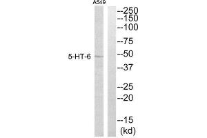 Western Blotting (WB) image for anti-Serotonin Receptor 6 (HTR6) (Internal Region) antibody (ABIN3172511) (Serotonin Receptor 6 anticorps  (Internal Region))