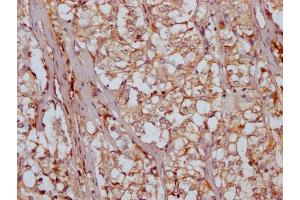 IHC image of ABIN7164325 diluted at 1:200 and staining in paraffin-embedded human adrenal gland tissue performed on a Leica BondTM system.
