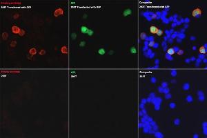 Immunofluorescence analysis of 293T and 293T-GFP cells using Rabbit anti GFP-Tag pAb (ABIN3020570, ABIN3020571, ABIN3020572 and ABIN1512944) at dilution of 1:50 (40x lens). (GFP anticorps  (AA 1-238))