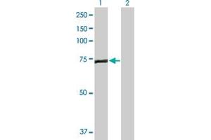 Western Blot analysis of EFHC1 expression in transfected 293T cell line by EFHC1 MaxPab polyclonal antibody.
