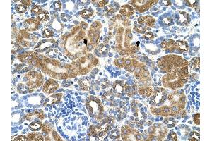 ATIC antibody was used for immunohistochemistry at a concentration of 4-8 ug/ml to stain EpitheliaI cells of renal tubule (arrows) in Human Kidney. (ATIC anticorps  (Middle Region))