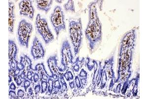 IHC testing of FFPE mouse intestine with DHODH antibody at 1ug/ml. (DHODH anticorps  (AA 132-173))