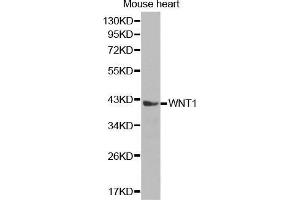 Western Blotting (WB) image for anti-Wingless-Type MMTV Integration Site Family, Member 1 (WNT1) (AA 231-370) antibody (ABIN1683291)