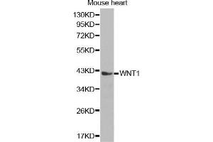 Western Blotting (WB) image for anti-Wingless-Type MMTV Integration Site Family, Member 1 (WNT1) (AA 231-370) antibody (ABIN1683291) (WNT1 anticorps  (AA 231-370))
