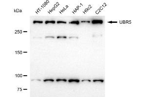 anti-Ubiquitin Protein Ligase E3 Component N-Recognin 5 (UBR5) antibody