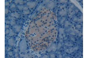 IHC-P analysis of Rat Pancreas Tissue, with DAB staining. (HMGB1 anticorps  (AA 1-215))