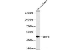 Western blot analysis of extracts of Mouse heart using ESRRB Polyclonal Antibody at dilution of 1:1000. (ESRRB anticorps)