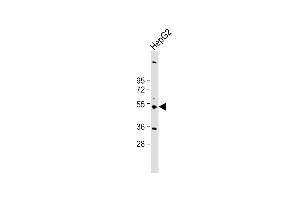 Anti-CYP3A43 Antibody (Center) at 1:2000 dilution + HepG2 whole cell lysate Lysates/proteins at 20 μg per lane.