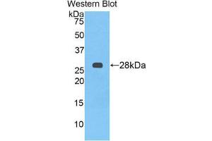 Western Blotting (WB) image for anti-alpha-2-HS-Glycoprotein (AHSG) (AA 19-250) antibody (ABIN3209107) (Fetuin A anticorps  (AA 19-250))