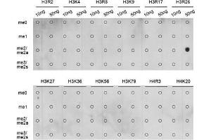 Dot Blot (DB) image for anti-Histone H3 (H3) (H3R26me2) antibody (ABIN3023278)