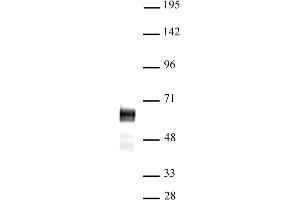 N-Myc antibody (pAb) tested by Western blot. (MYCN anticorps  (C-Term))