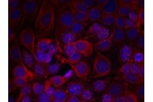 Immunofluorescence staining of methanol-fixed MCF cells using HER2(Phospho-Tyr1221/Tyr1222) Antibody.
