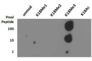 Dot Blot of Rabbit Histone H3 [Trimethyl Lys18] Antibody.
