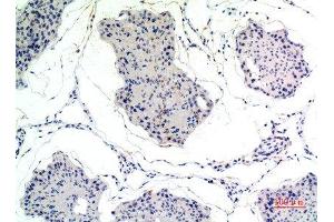 Immunohistochemical analysis of paraffin-embedded rat-testis, antibody was diluted at 1:100 (Thrombospondin 2 anticorps  (C-Term))