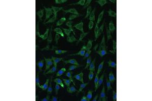 Immunofluorescence analysis of L929 cells using Argonaute-2 Polyclonal Antibody (ABIN6127880, ABIN6140046, ABIN6140048 and ABIN6222548) at dilution of 1:100 (40x lens).