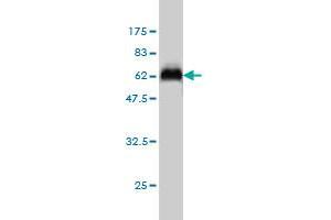 Western Blot detection against Immunogen (59.