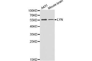 Western blot analysis of extracts of various cell lines, using LYN antibody.