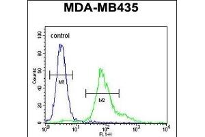 ERO1LB Antibody (C-term) (ABIN651411 and ABIN2840222) flow cytometric analysis of MDA-M cells (right histogram) compared to a negative control cell (left histogram). (ERO1LB anticorps  (C-Term))