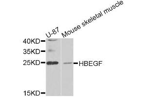 Western blot analysis of extracts of various cell lines, using HBEGF antibody (ABIN5975328) at 1/1000 dilution.