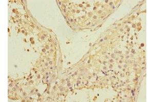 Immunohistochemistry of paraffin-embedded human testis tissue using ABIN7163286 at dilution of 1:100