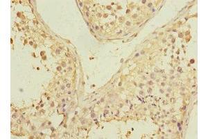 Immunohistochemistry of paraffin-embedded human testis tissue using ABIN7163286 at dilution of 1:100 (PGAM2 anticorps  (AA 1-253))