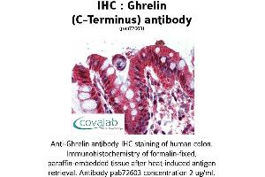 Image no. 2 for anti-Ghrelin (GHRL) (C-Term) antibody (ABIN1734686) (Ghrelin anticorps  (C-Term))