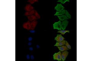 Phospho-NCF1/p47-phox (Ser328) Antibody staining HepG2 cells(serum starvation treatment) by IF/ICC.