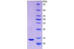 SDS-PAGE of Protein Standard from the Kit (Highly purified E.