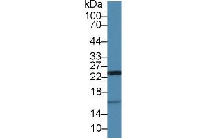 Detection of UCRP in Porcine Kidney lysate using Polyclonal Antibody to Ubiquitin Cross Reactive Protein (UCRP) (CLRN1 Antisense RNA 1 (CLRN1-AS1) (AA 2-157) anticorps)