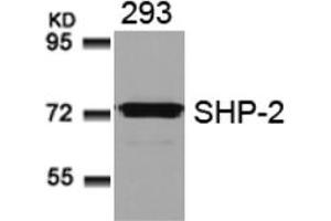 Image no. 3 for anti-Protein tyrosine Phosphatase, Non-Receptor Type 11 (PTPN11) (AA 578-582) antibody (ABIN197596) (PTPN11 anticorps  (AA 578-582))