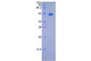 SDS-PAGE analysis of Rat Noggin Protein. (NOG Protéine)