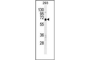 Western blot analysis of Carboxypeptidase M Antibody  in 293 cell line lysates (35ug/lane).