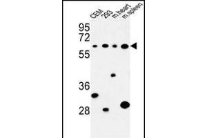 Western blot analysis of PLCZ1 Antibody (N-term) (ABIN653372 and ABIN2842843) in CEM, 293 cell line and mouse heart,spleen tissue lysates (35 μg/lane). (PLCz1 anticorps  (N-Term))