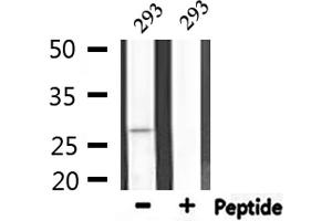 Western blot analysis of extracts from 293, using APAF1 Antibody.