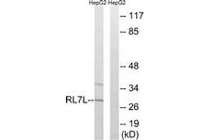 Western blot analysis of extracts from HepG2 cells, using RPL7L1 Antibody. (RPL7L1 anticorps  (AA 41-90))