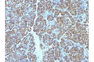 Image no. 3 for anti-Mitochondrial Marker antibody (ABIN6164016) (Mitochondrial Marker anticorps)