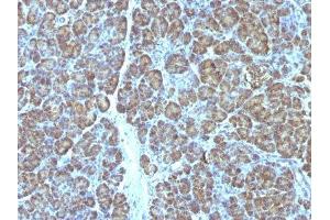 Image no. 3 for anti-Mitochondrial Marker antibody (ABIN6164016) (Mitochondrial Marker anticorps)