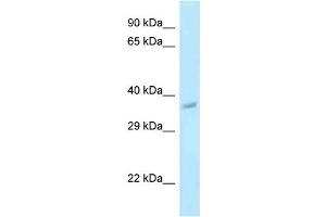 WB Suggested Anti-Pnck Antibody Titration: 1. (PNCK anticorps  (C-Term))