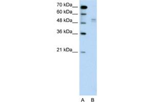 Western Blotting (WB) image for anti-WW Domain Containing E3 Ubiquitin Protein Ligase 2 (WWP2) antibody (ABIN2462664) (WWP2 anticorps)