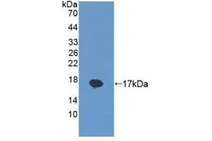 REG1B anticorps  (AA 23-166)